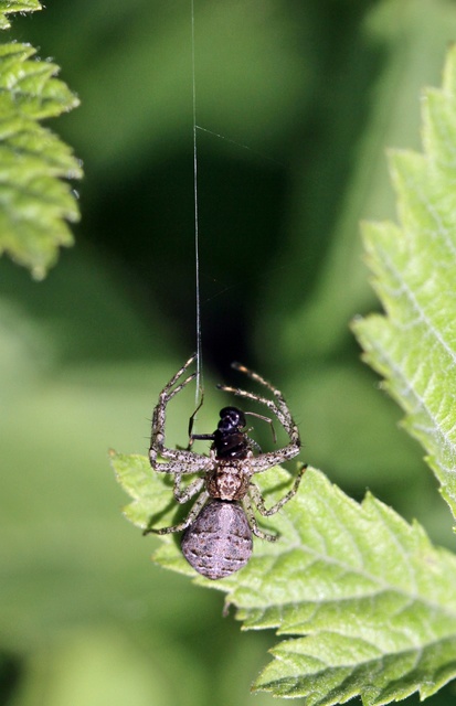 Tmarus