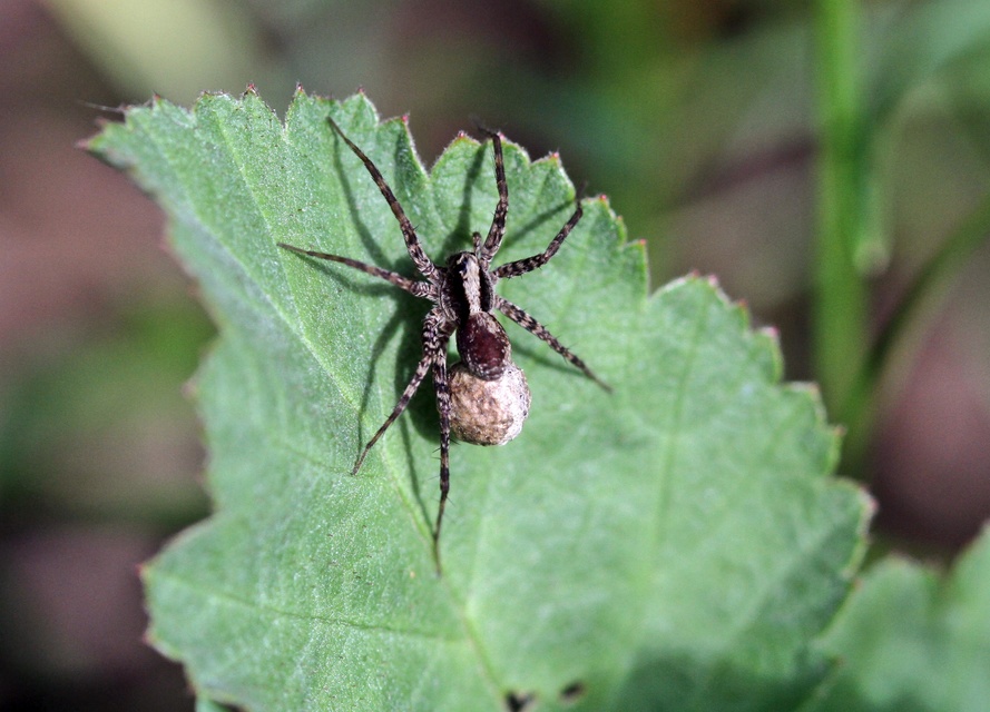 Pardosa alacris/lugubris