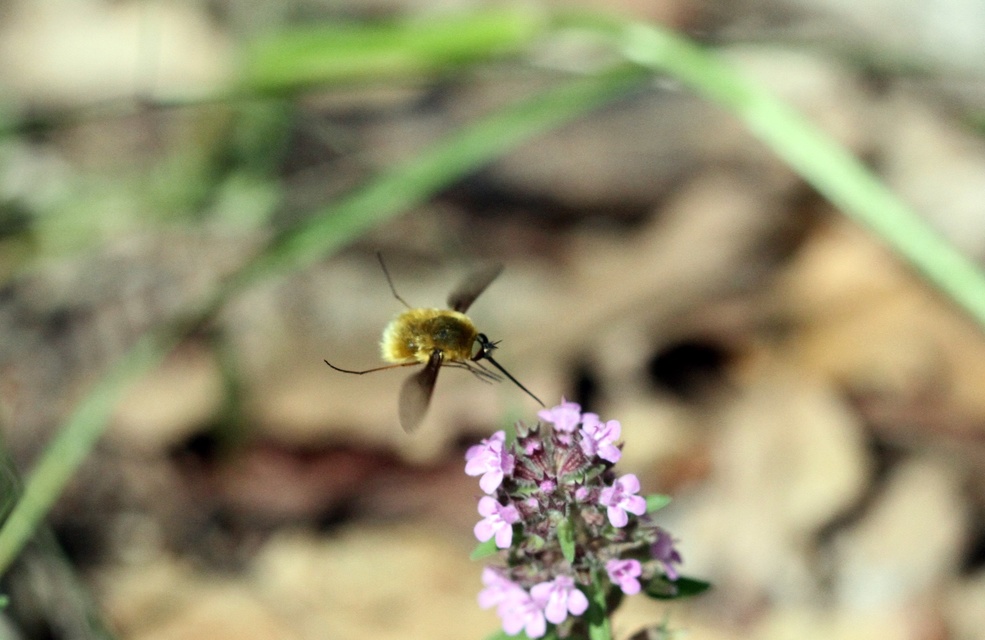 Bombyliinae