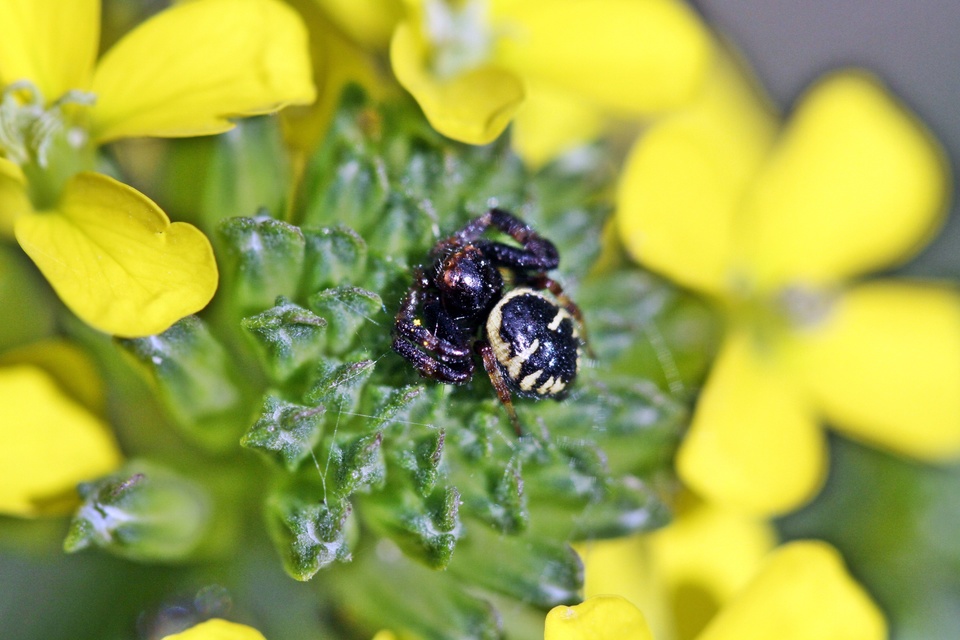 Synema globosum/ornatum