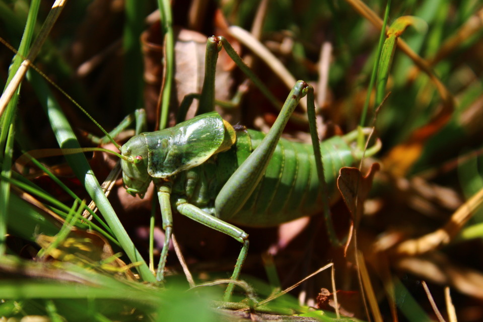 Polysarcus denticauda - fogasfarkú szöcske