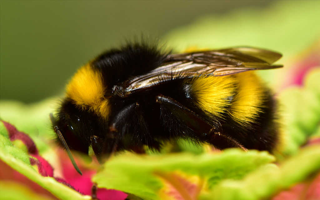 Bombus haematurus - mediterrán poszméh