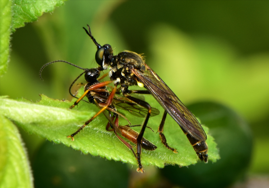 Dioctria rufipes