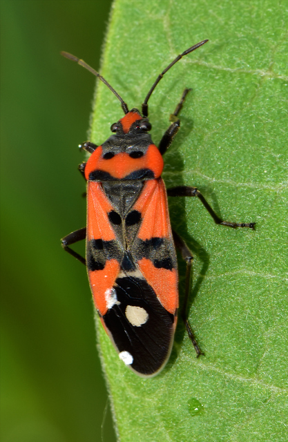 Lygaeus equestris - közönséges lovagbodobács