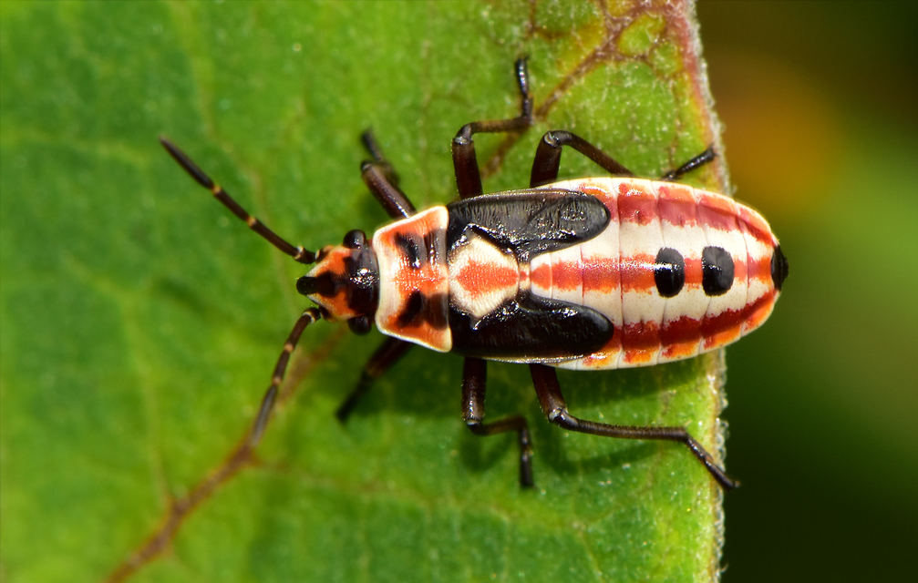 Lygaeus equestris - közönséges lovagbodobács