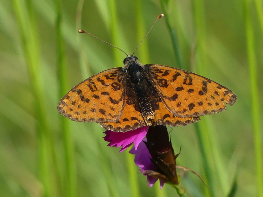 Melitaea didyma - tüzes tarkalepke
