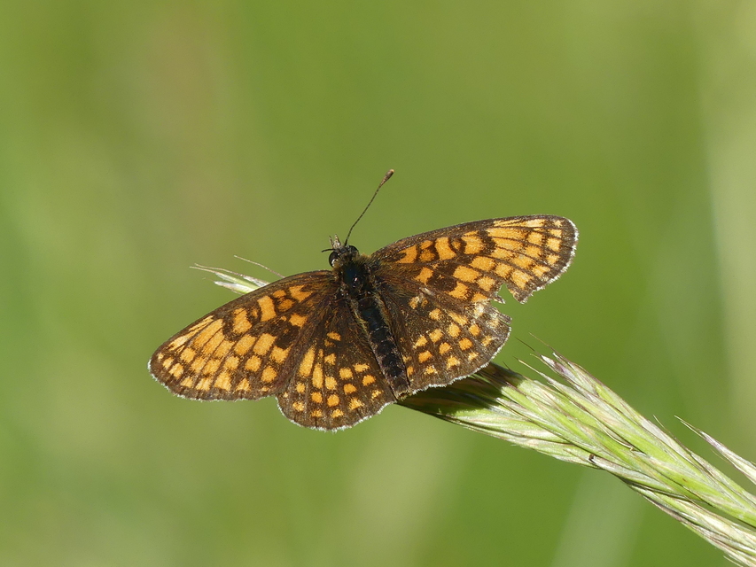 Melitaea athalia - közönséges tarkalepke