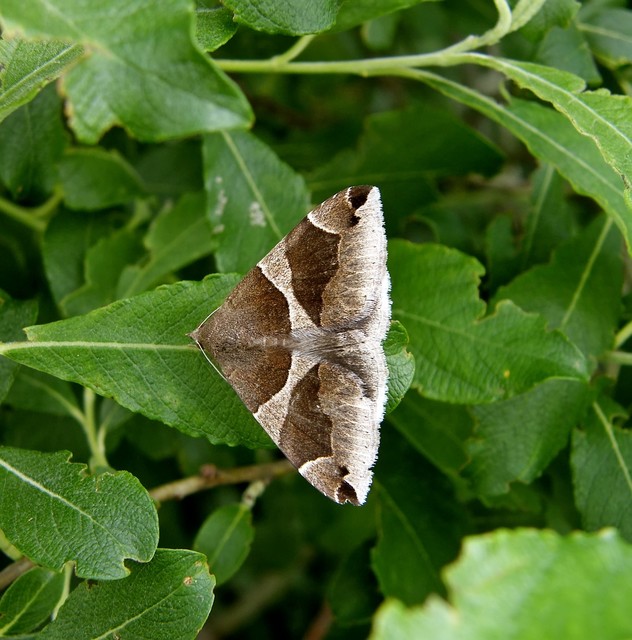 Dysgonia algira - déli porcelánbagoly