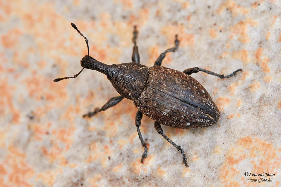 Lepyrus capucinus - pettyes fűzormányos