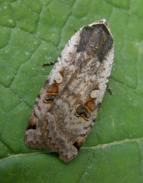 Noctua pronuba - nagy sárgafűbagoly