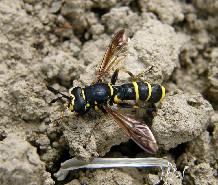 Ceriana conopsoides - nagy hosszúcsápúlégy