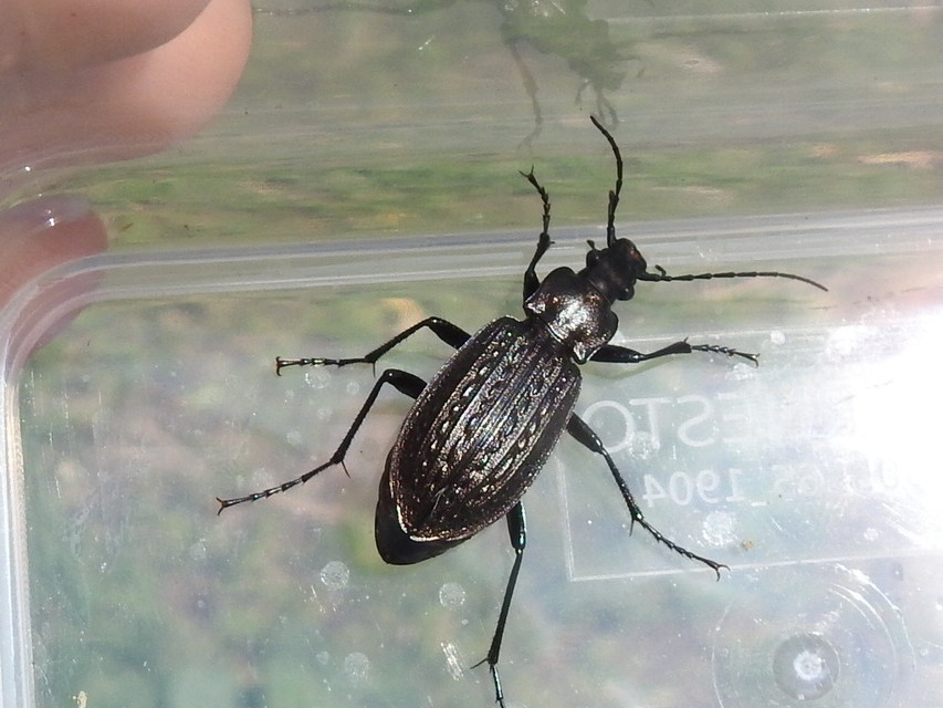 Carabus granulatus - mezei futrinka