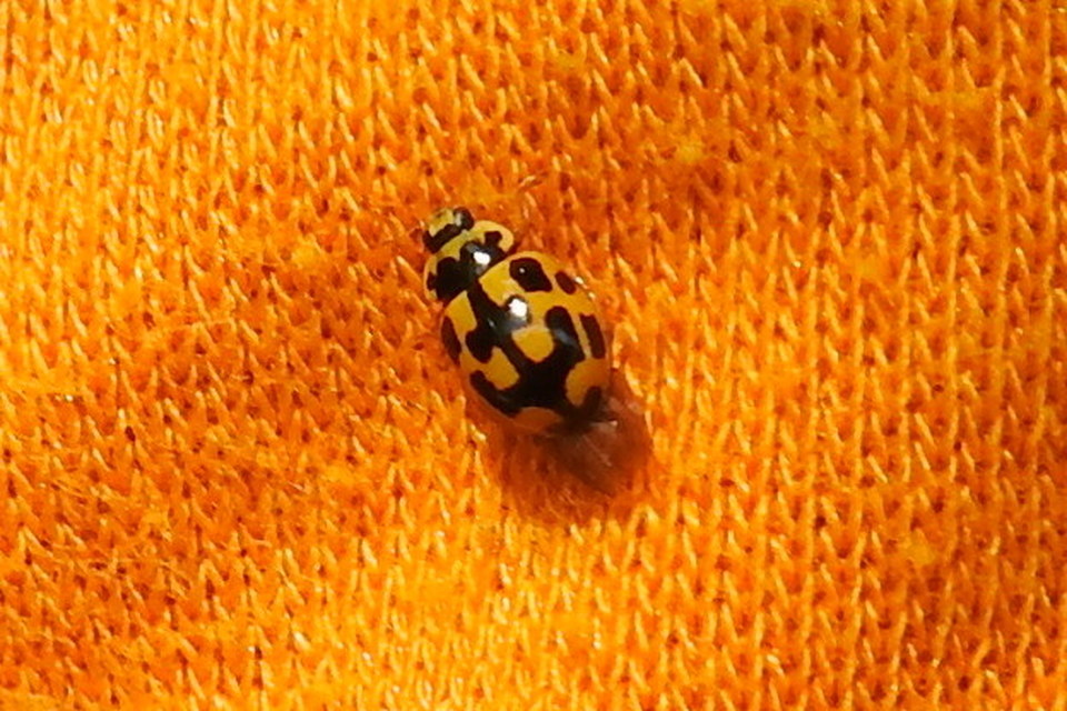 Propylea quatuordecimpunctata - tizennégypettyes füsskata