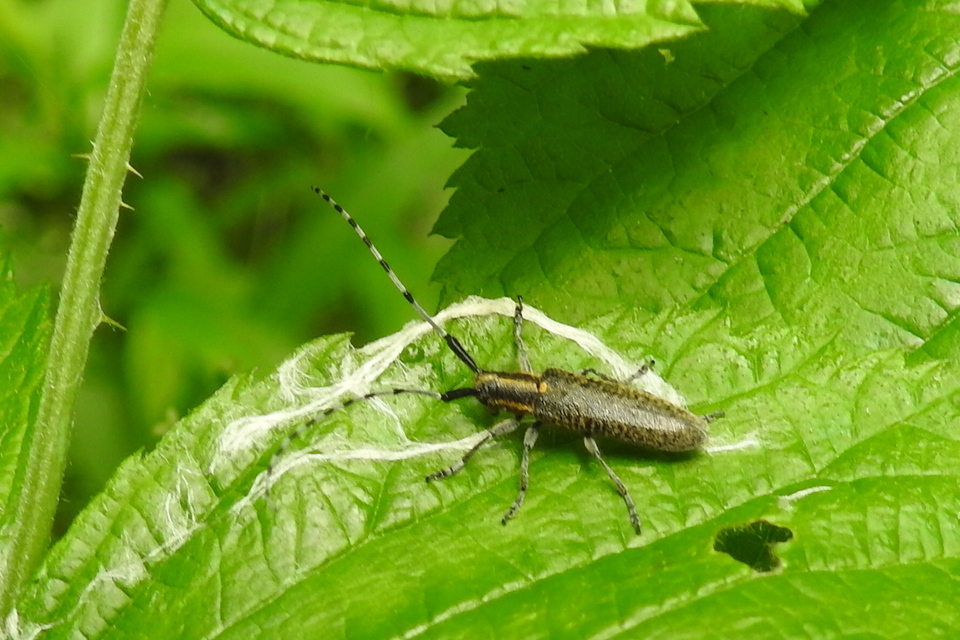 Agapanthia villosoviridescens - fehérgyűrűs bogáncscincér
