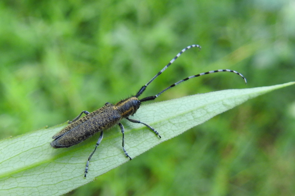 Agapanthia villosoviridescens - fehérgyűrűs bogáncscincér