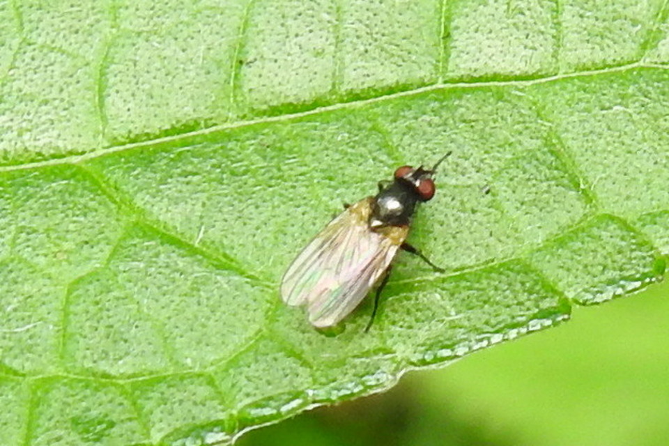 Muscidae - igazi legyek