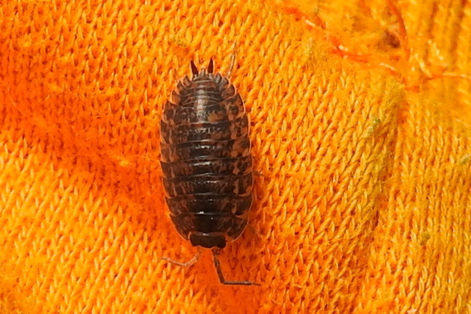 Trachelipus