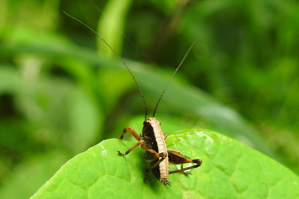 Pholidoptera griseoaptera - szürke avarszöcske