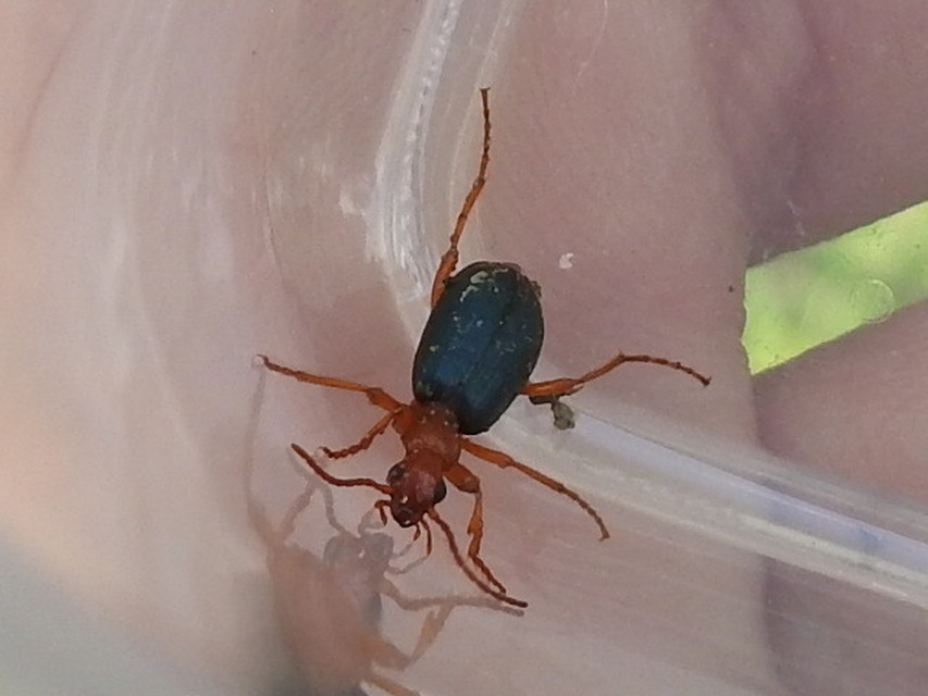 Brachinus