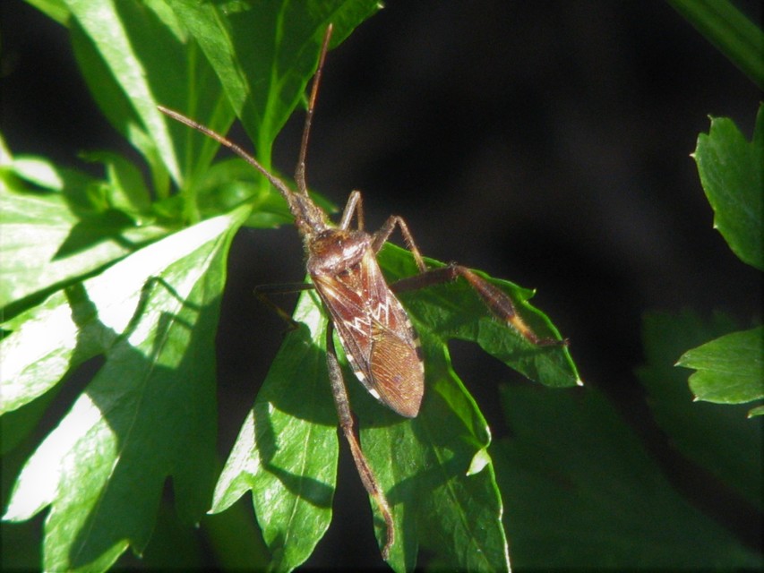 Leptoglossus occidentalis - nyugati levéllábú poloska