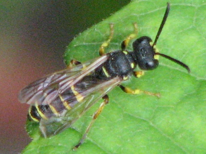 Crabronidae - szitásdarazsak