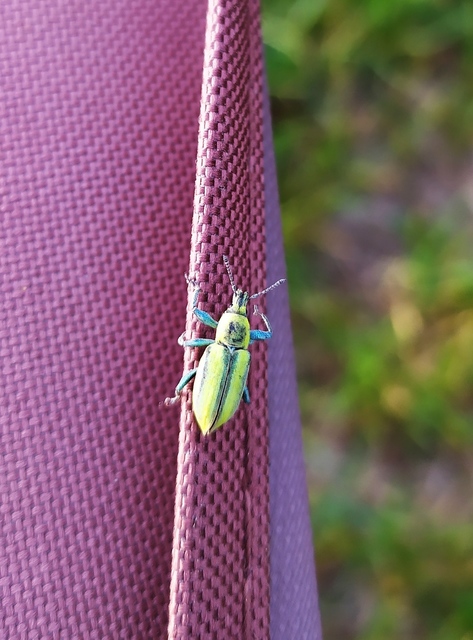 Chlorophanus excisus - kerektorú zöldormányos