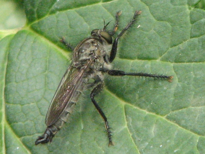 Machimus