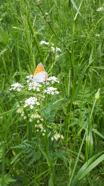 Lycaena dispar rutilus - nagy tűzlepke