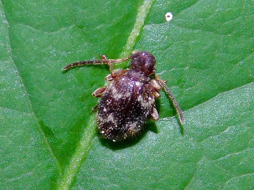 Ptinus rufipes - vöröslábú tolvajbogár
