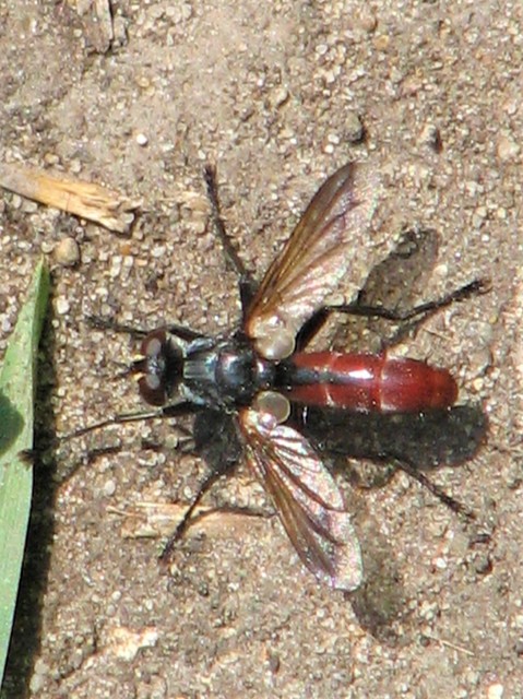 Cylindromyia bicolor