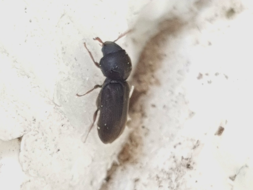 Ptilinus