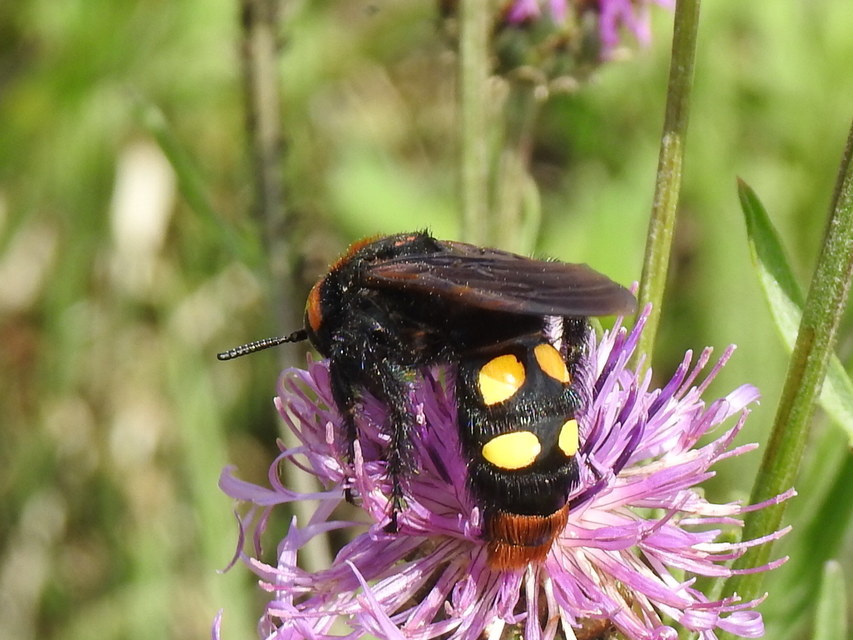 Megascolia maculata - óriás-tőrösdarázs