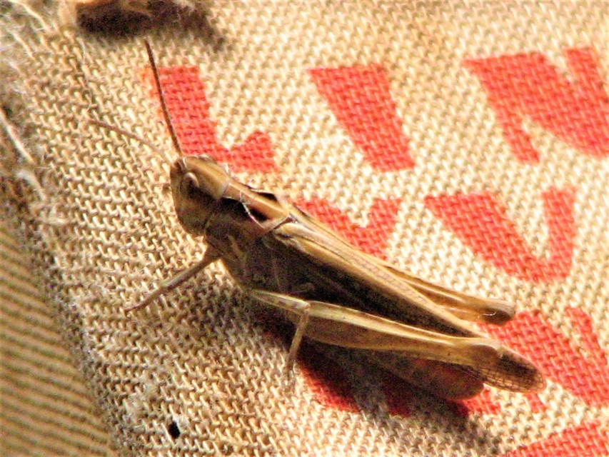 Chorthippus (Glyptobothrus) (subgenus)