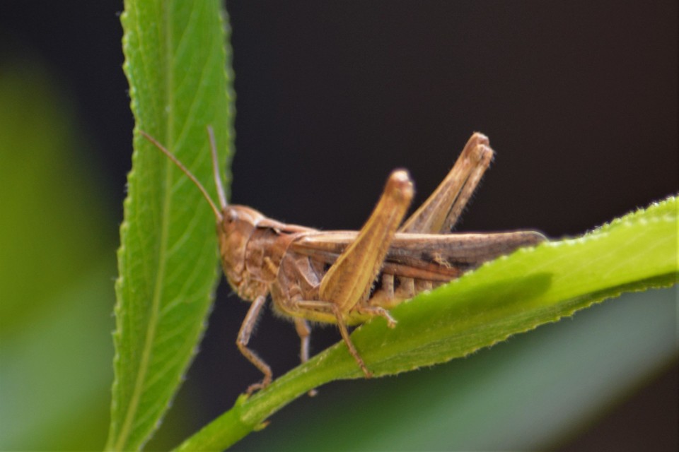 Chorthippus (Glyptobothrus) (subgenus)