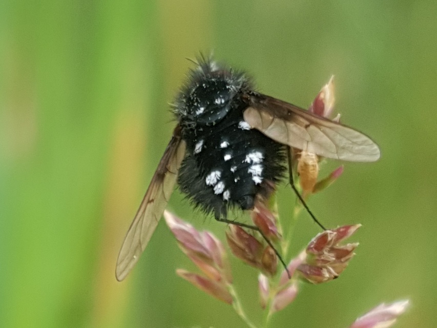 Bombylella atra - ezüstpettyes pöszörlégy