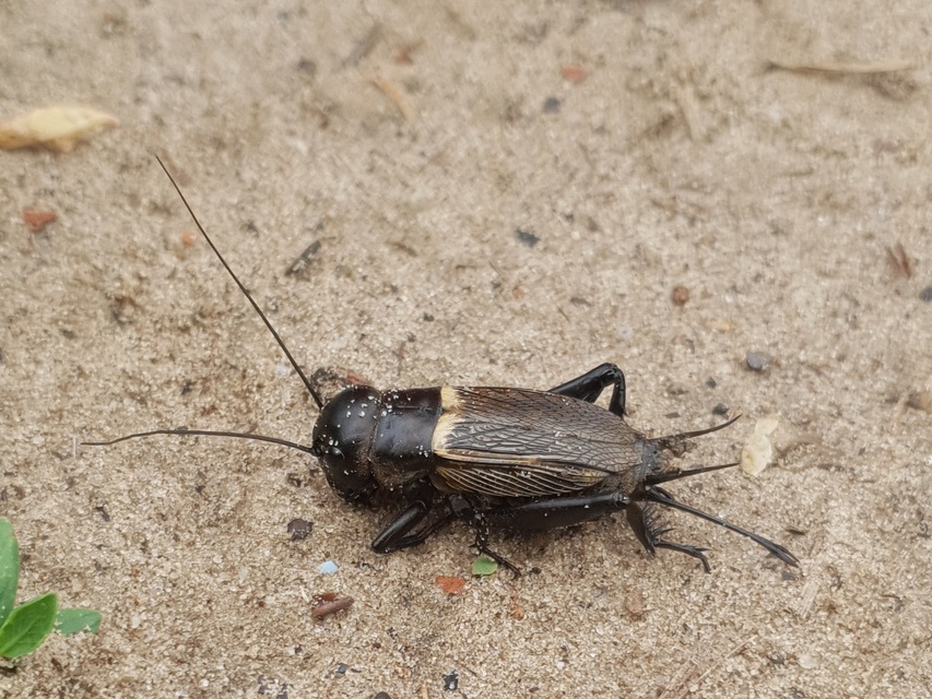 Gryllus campestris - mezei tücsök