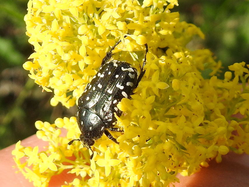 Oxythyrea funesta - sokpettyes virágbogár