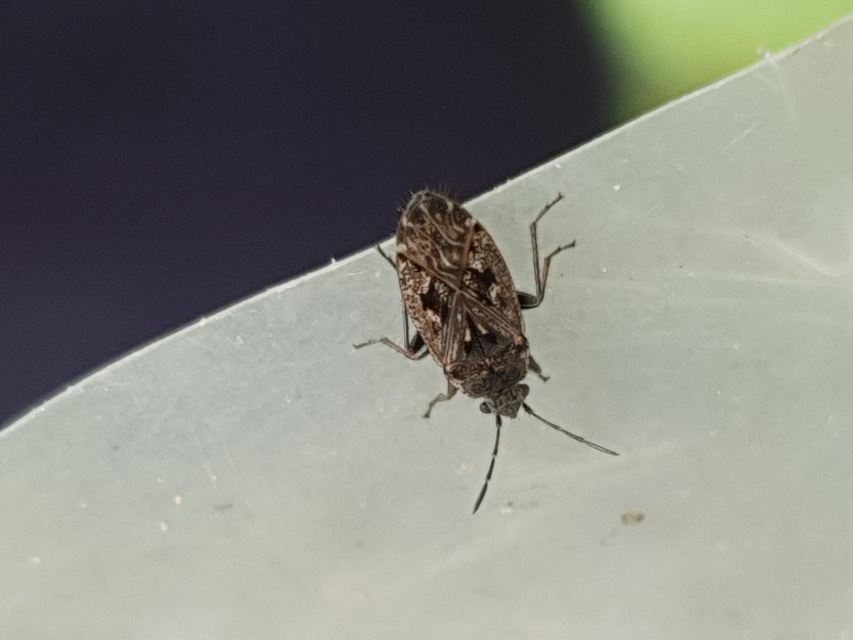 Sphragisticus nebulosus - foltos bodobács