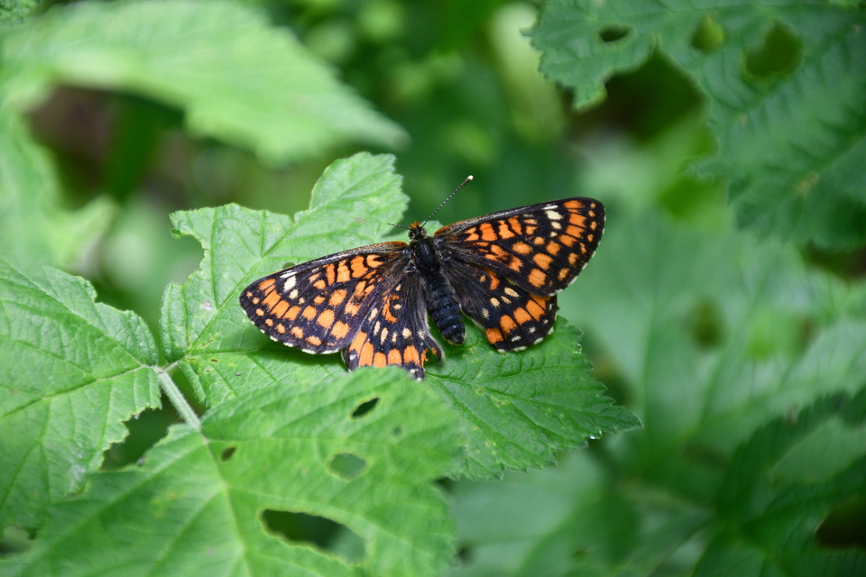 Euphydryas maturna - díszes tarkalepke