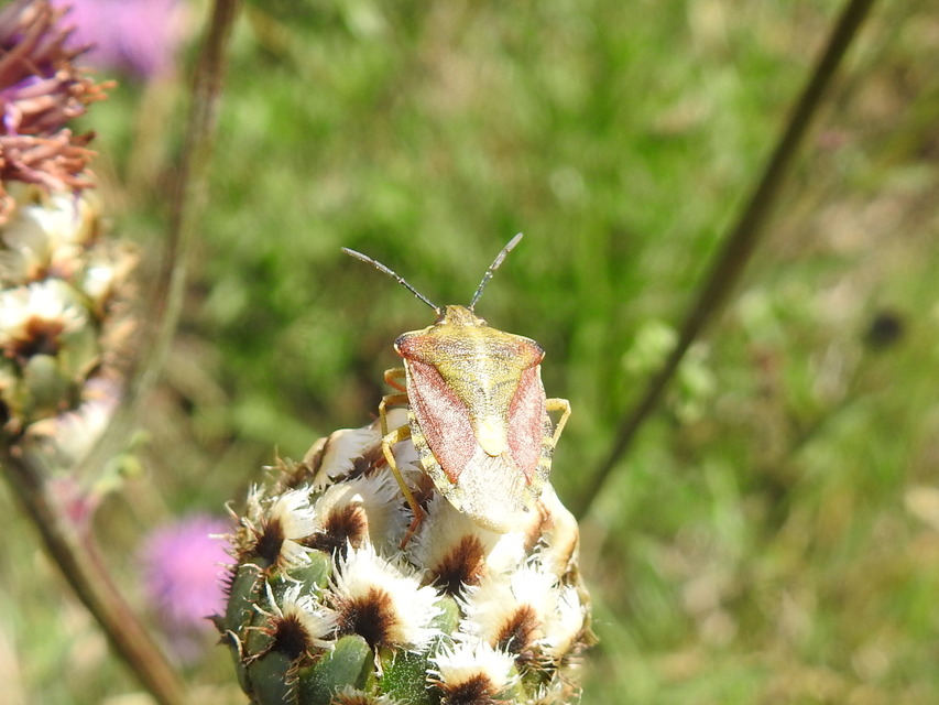 Carpocoris