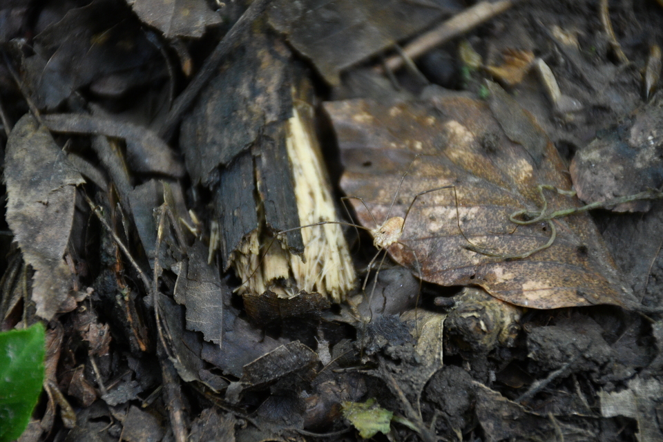 Rilaena triangularis