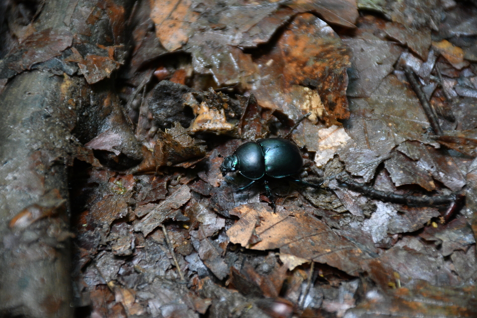 Trypocopris vernalis - tavaszi álganéjtúró