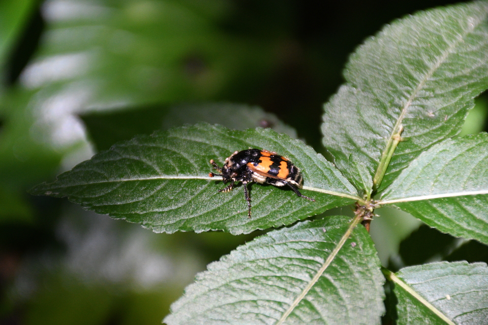 Nicrophorus vespillo - közönséges temetőbogár