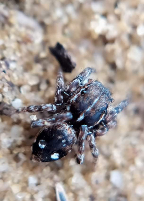 Attulus zimmermanni