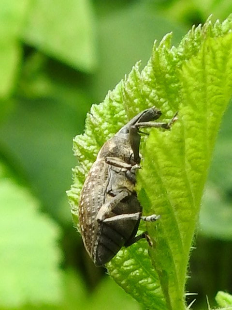 Lepyrus capucinus - pettyes fűzormányos