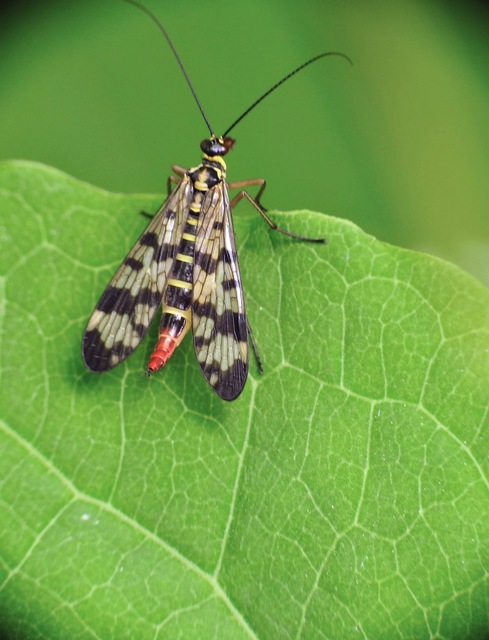 Panorpa vulgaris