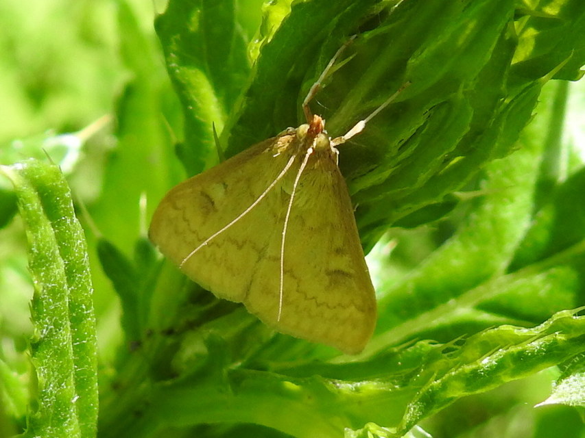 Sitochroa verticalis - világossárga dudvamoly