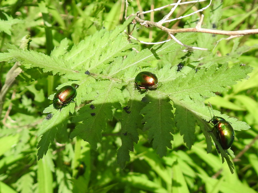 Chrysolina graminis - zöld varádicslevelész