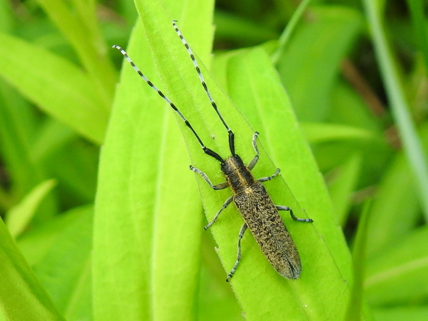 Agapanthia villosoviridescens - fehérgyűrűs bogáncscincér