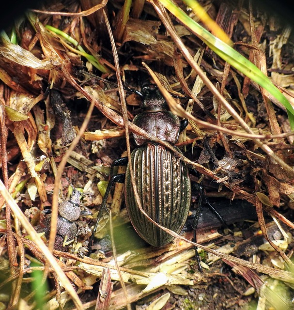 Carabus ulrichii - rezes futrinka Carabus ulrichii - rezes futrinka
